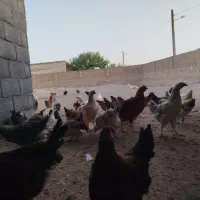 جوجه مرغ و خروس 5ماهه|حیوانات مزرعه|مشهد, رباط طرق|دیوار