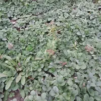 نهال توت فرنگی کاماروس|گل و گیاه طبیعی|خان ببین, |دیوار