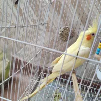 عروس هلندی ماده ۲ عدد