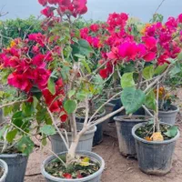 گل کاغذی + دیفن باخیا|گل و گیاه طبیعی|اصفهان, خواجو|دیوار