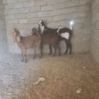 بزمری|حیوانات مزرعه|جزنیک, |دیوار