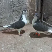 پرشی بشرط چاقو|پرنده|قزوین, |دیوار