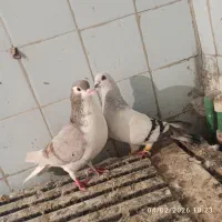 123|پرنده|اهواز, بیست متری شهرداری|دیوار