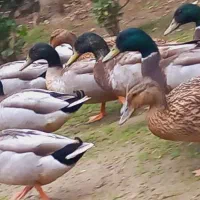 اردک (نر) پروازی اصیل فقط نر موجود|حیوانات مزرعه|رشت, شهریاران|دیوار