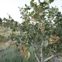 نیازمند نیرو ماهر باغبانی و هرس کار پسته