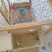 طوطی برزیلی همراه  یک جوجه|پرنده|بندر کنگان, |دیوار