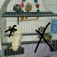 طوطی گرینچیک نر خریدارم
