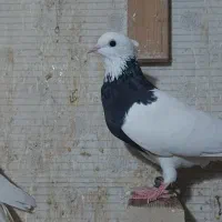 طوقی|پرنده|اصفهان, باغ فردوس|دیوار
