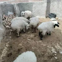 5 عدد بره نر و ماده چاق چاق|حیوانات مزرعه|زاهدان, |دیوار