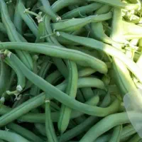 کارگر میخوام برای لوبیا چیدن
