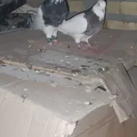 طوقی هفت رنگ نروماده قلدور