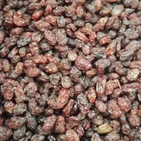 فروش انواع کشمش طلایی خرمایی|خوردنی و آشامیدنی|ابهر, |دیوار