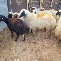 شک ورن|حیوانات مزرعه|سیروان, |دیوار