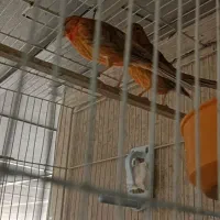 قناری سرخ نرو ماده|پرنده|شیراز, معالیآباد|دیوار