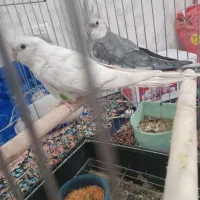 عروس هلندی جفت|پرنده|اسلام‌شهر, مسکن مهر اسلاشهر (شهرک امام خمینی)|دیوار