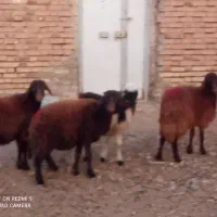 بره ماده چهار عدد قرمز لخت وسفید پلنگی دامازلق|حیوانات مزرعه|خواجه, |دیوار