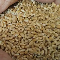 سه نوع گندم بوجار شده مناسب کشت و خوراک دام و طیور