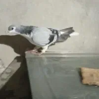 کبوتر|پرنده|محمدیه-قزوین, |دیوار