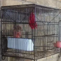 سهره بخون فروش یا معاوضه