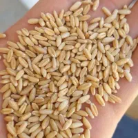 گندم دیم بوجاری