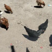 با سلام تعداد نیمچه و مرغ تخم گذار