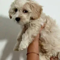 میکس مالتیز پودل|سگ|رشت, گیل|دیوار