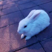 خرگوش چشم شرابی سفید