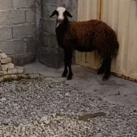 بره ماده پای قوچی عروسک جنس عتیقه