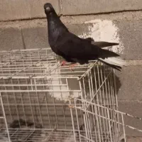 کفتر لوت|پرنده|چمران, |دیوار