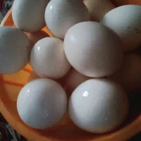 تخم‌مرغ محلی