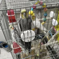 عروس هلندی|پرنده|قرچک, مهدیه|دیوار