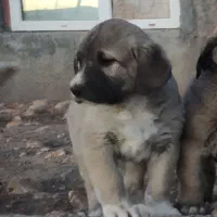 توله پژدر|سگ|دالاهو, |دیوار