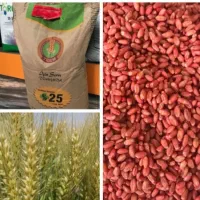 بذر گندم|خدمات باغبانی و درختکاری|شیراز, سیلو|دیوار