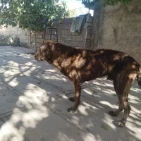 سگ کیوت|سگ|کارزان, |دیوار