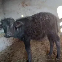 گوساله نر گاو میش|حیوانات مزرعه|اسکو, |دیوار