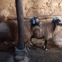 قوچ دامازدیق