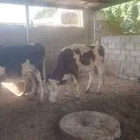 6راس مونت آبستن