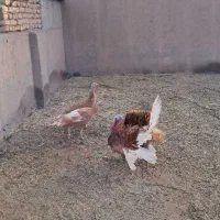 بوقلمون نر ماده