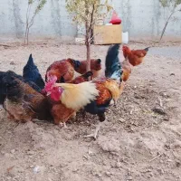 فروش مرغ جوان