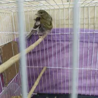 قناری فری کاشمر