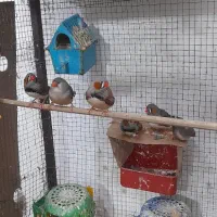 فنچ ۸ عدد ۵ تا نر ۳ ماده مولد هستن