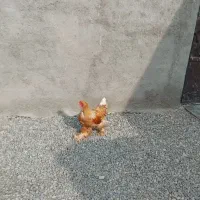 خروس برهما|حیوانات مزرعه|دشتابی, |دیوار