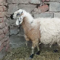 میش آبستن
