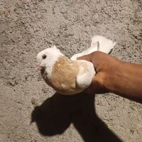 طوقی|پرنده|سیوان, |دیوار