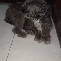 نژاد تریر|سگ|مشهد, میان ولایت|دیوار