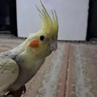 عروس هلندی