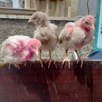 جوجه ۳ ماهه