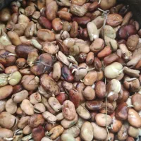 باقالی خیس خورده آماده کشت