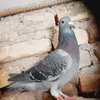 ۱۳کفتر پرشی