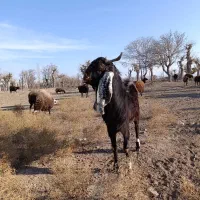 بزغاله نر پاکستانی لنگ ۳ قلو از مادر شیرا|حیوانات مزرعه|تربت‌حیدریه, شهرک ولیعصر|دیوار